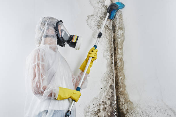Best Localized Mold Remediation (e.g., coastal areas, humid climates) in Beverly, OH
