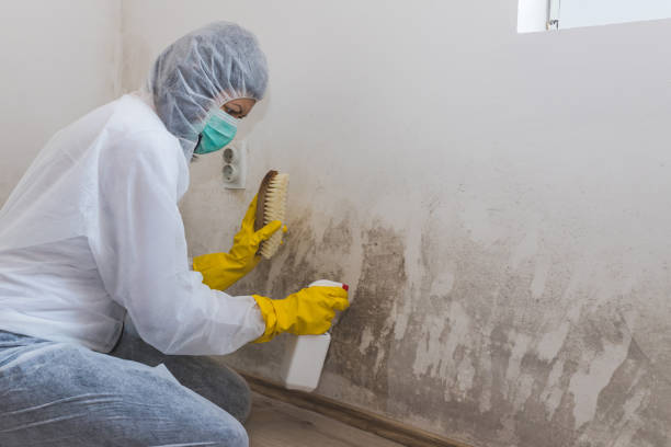 Best HVAC Mold Remediation in Beverly, OH