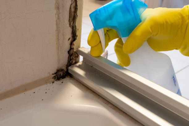 Best Commercial Mold Remediation in Beverly, OH