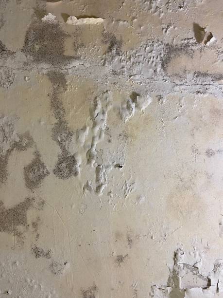 Best Emergency Mold Remediation in Beverly, OH