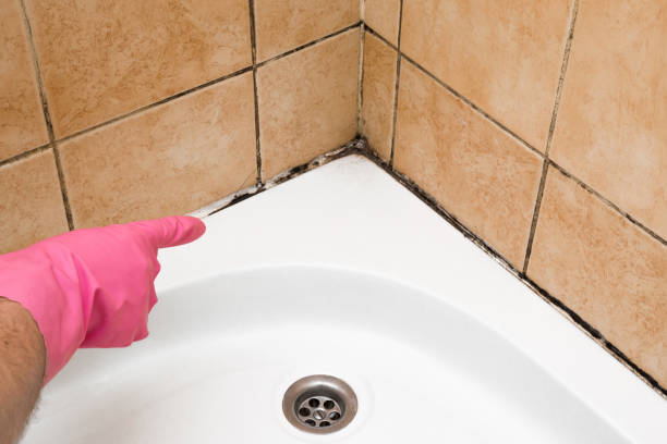 Best Mold Testing and Inspection Services in Beverly, OH